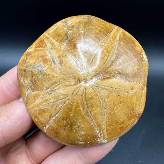 Holectypus Sea Urchin Fossil With Box And Stand - Middle Jurassic Madagascar
