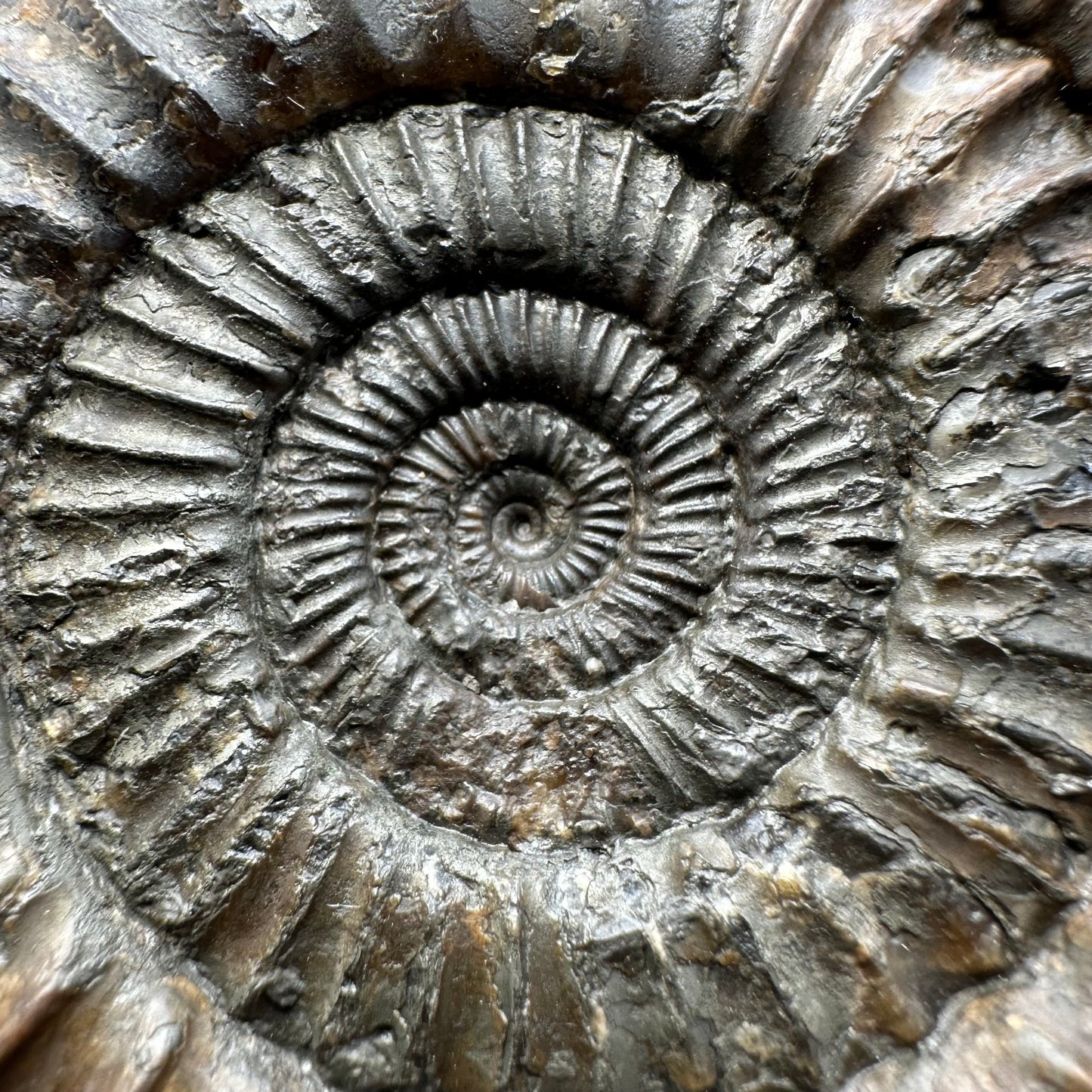 Dactylioceras Ammonite Fossil With Box And Stand - Whitby, North Yorkshire Jurassic Coast Yorkshire Fossils