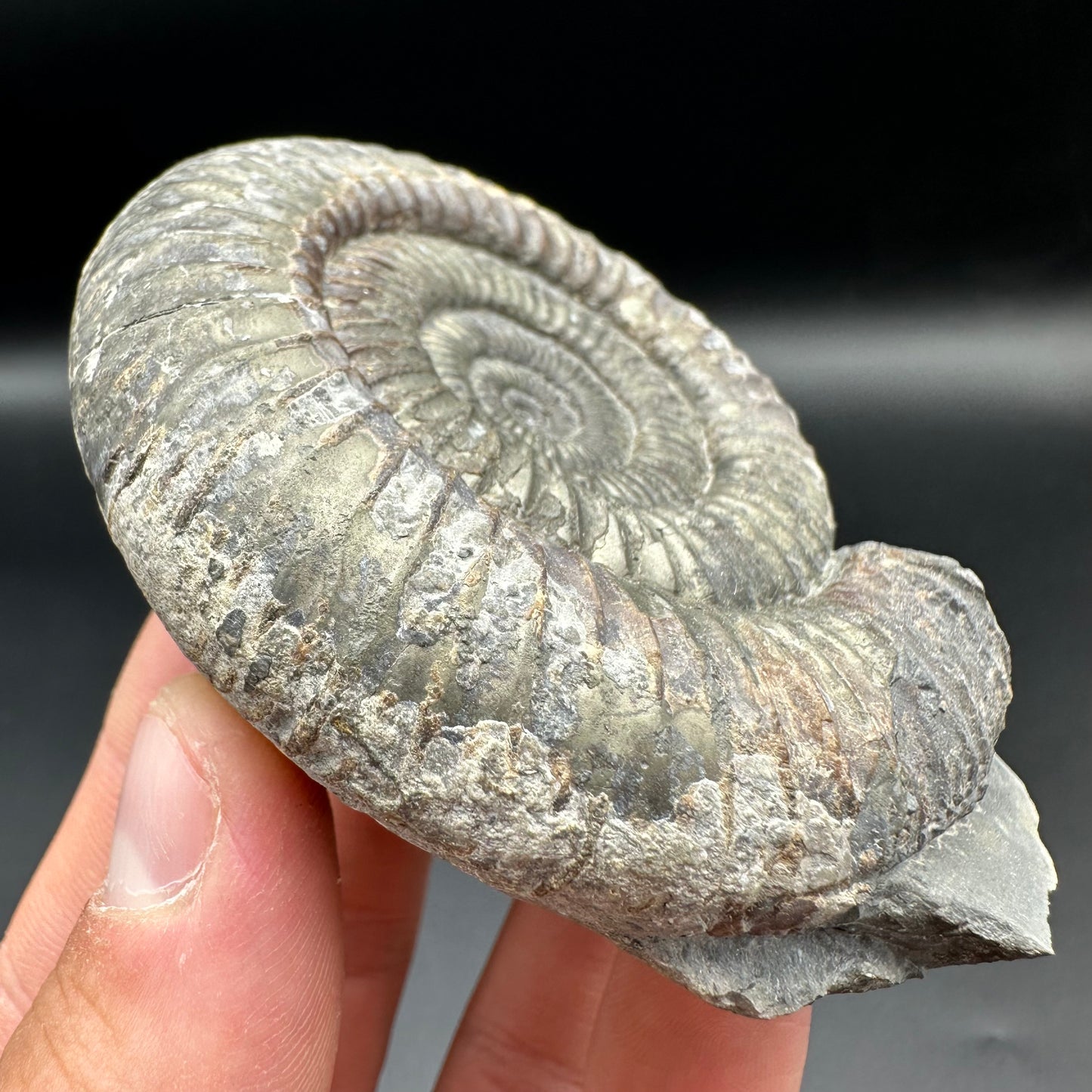 Dactylioceras Ammonite Fossil With Box And Stand - Whitby, North Yorkshire Jurassic Coast Yorkshire Fossils