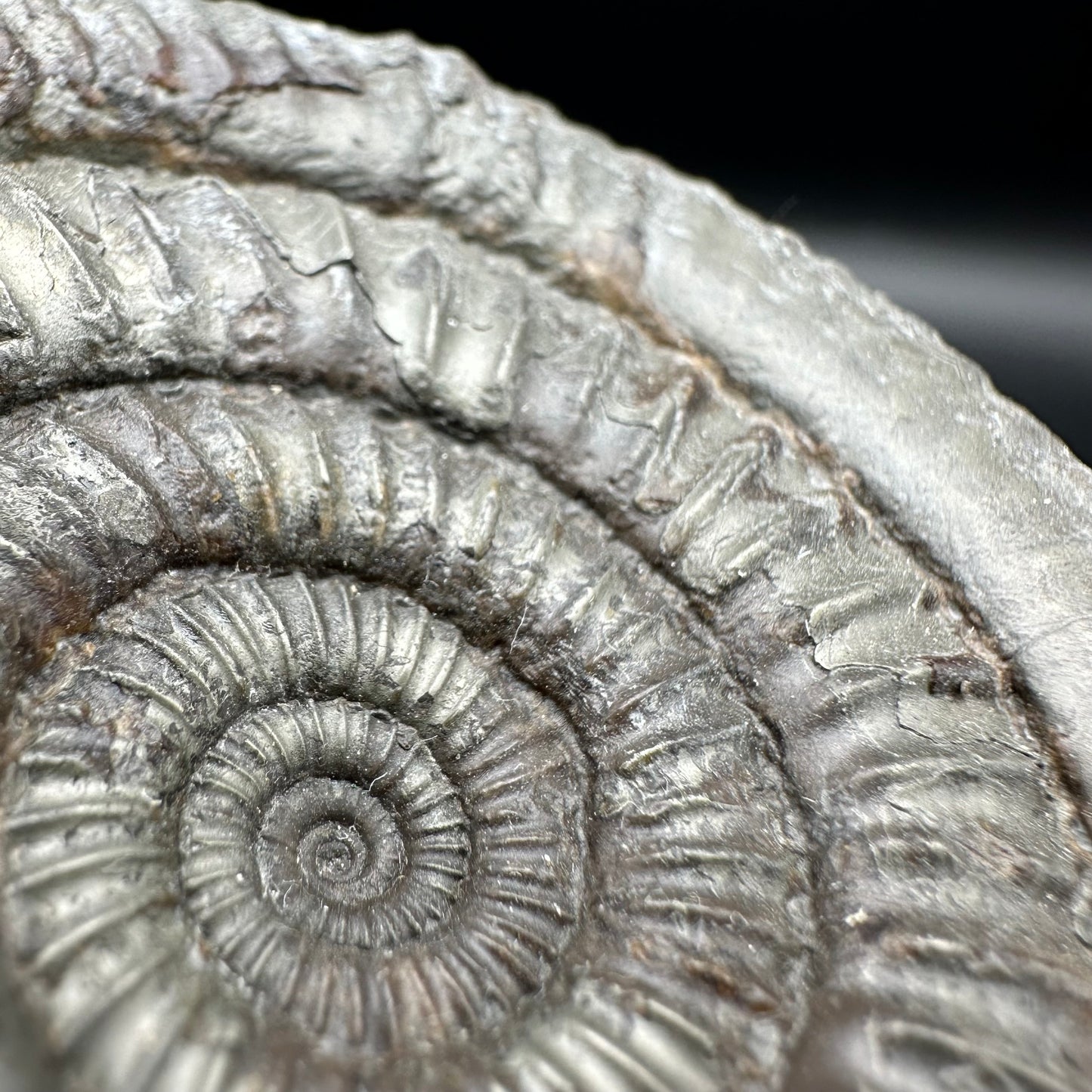 Catacoeloceras Sp. ammonite fossil with box and stand- Whitby, North Yorkshire Jurassic Coast Yorkshire Fossils