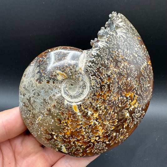 Cleoniceras Ammonite Fossil With Box And Stand - Cretaceous Ammonite Madagascar
