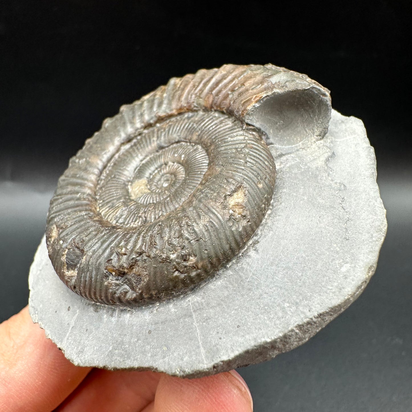 Peronoceras turriculatum Ammonite fossil with box and stand - Whitby, North Yorkshire Jurassic Coast, Yorkshire fossils