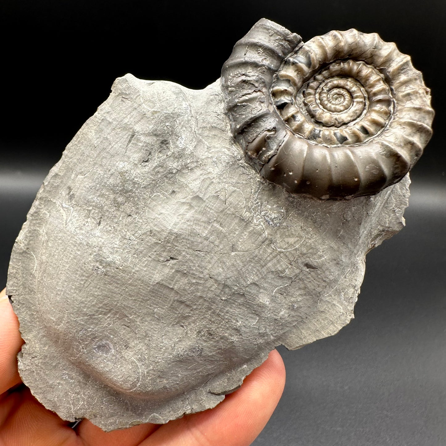 Gagaticeras ammonite fossil with gift box and stand- Whitby, North Yorkshire Jurassic Coast Yorkshire Fossils