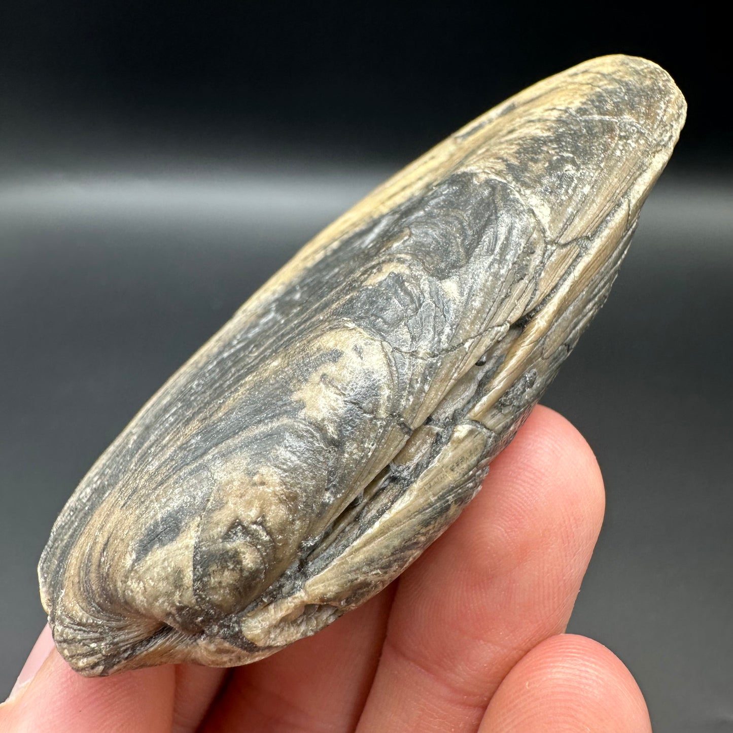 Shell fossil with box and stand - Whitby, North Yorkshire, Jurassic Coast, Yorkshire Fossils