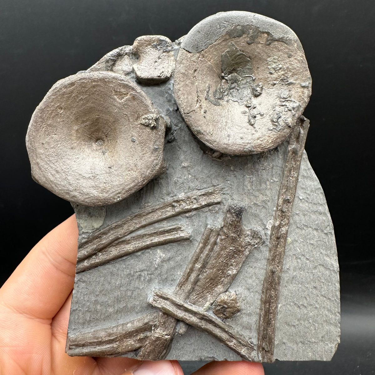 Ichthyosaur Vertebrae fossil / ribs with box and stand - Whitby, North Yorkshire Jurassic Coast, Yorkshire fossils found on the Jurassic Coast