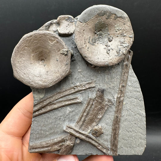 Ichthyosaur Vertebrae fossil / ribs with box and stand - Whitby, North Yorkshire Jurassic Coast, Yorkshire fossils found on the Jurassic Coast
