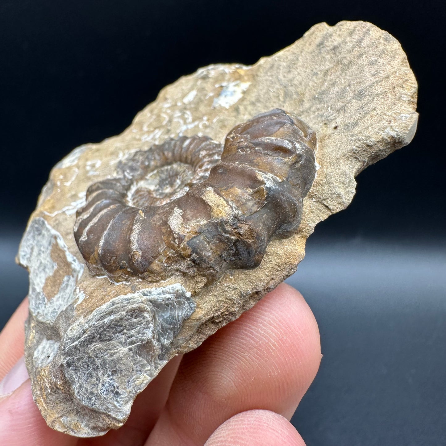 Androgynoceras capricornus Ammonite fossil with box and stand - Whitby, North Yorkshire Jurassic Coast Yorkshire Fossils