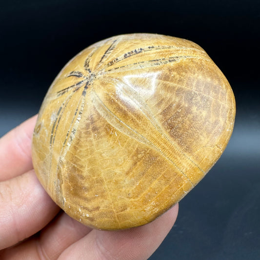 Holectypus Sea Urchin Fossil With Box And Stand - Middle Jurassic Madagascar