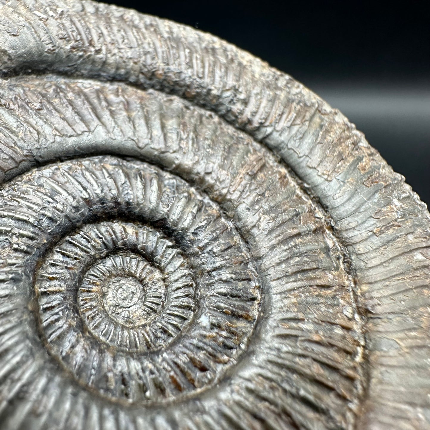 Dactylioceras semicelatum ammonite fossil with box and stand - Whitby, North Yorkshire Jurassic Coast Yorkshire Fossils