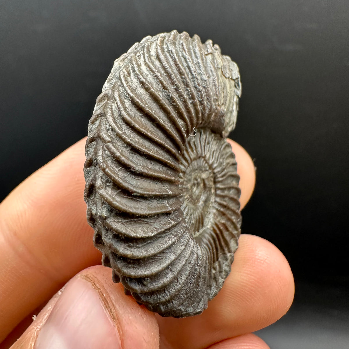Schlothemia sp. ammonite fossil with box and stand - Whitby, North Yorkshire Jurassic Coast, Yorkshire fossils
