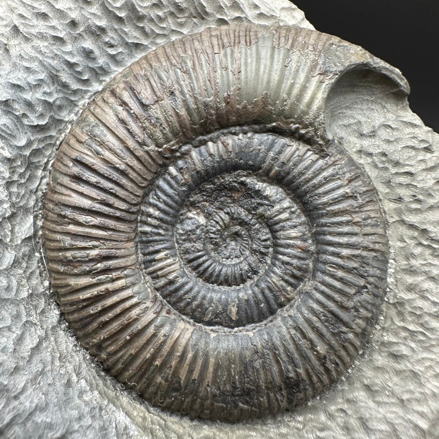 Dactylioceras semicelatum Ammonite fossil with box and stand - Whitby, North Yorkshire Jurassic Coast Yorkshire Fossils