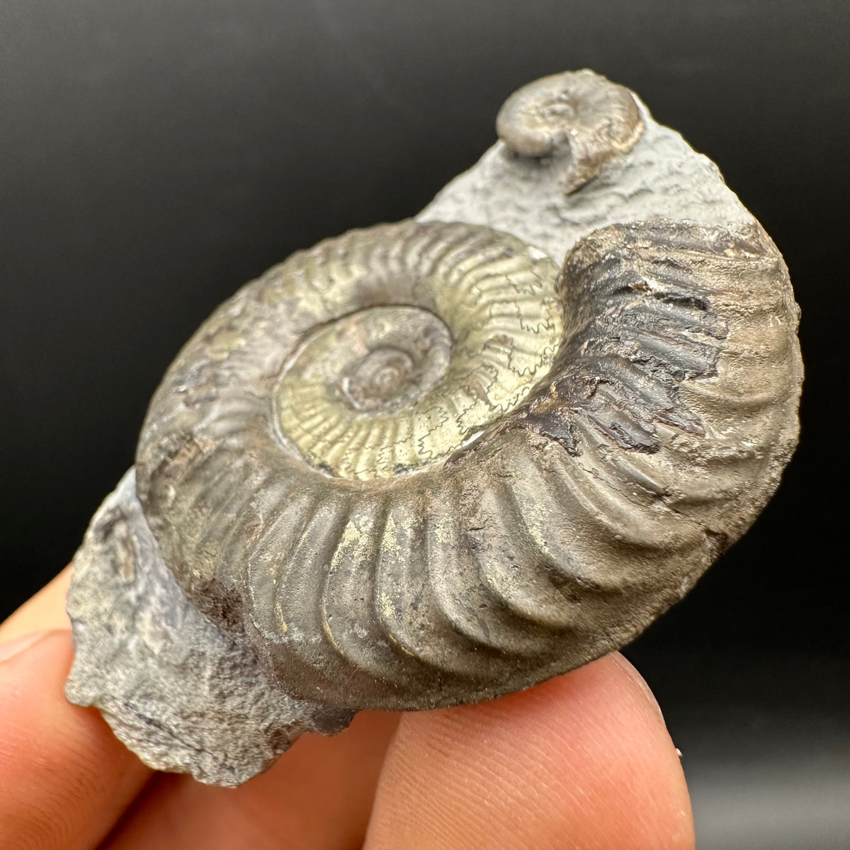 Grammoceras thoaurense Ammonite shell fossil with box and stand - Whitby, North Yorkshire, Yorkshire Fossils from the Jurassic Coast