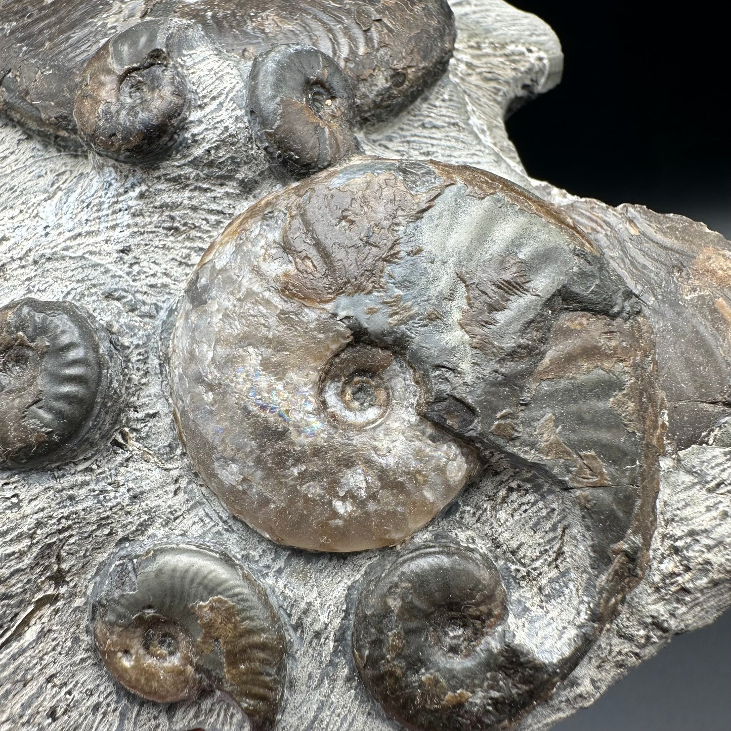 Eleganticeras Elegantulum ammonite fossil - Whitby, North Yorkshire Jurassic Coast, Yorkshire Fossils