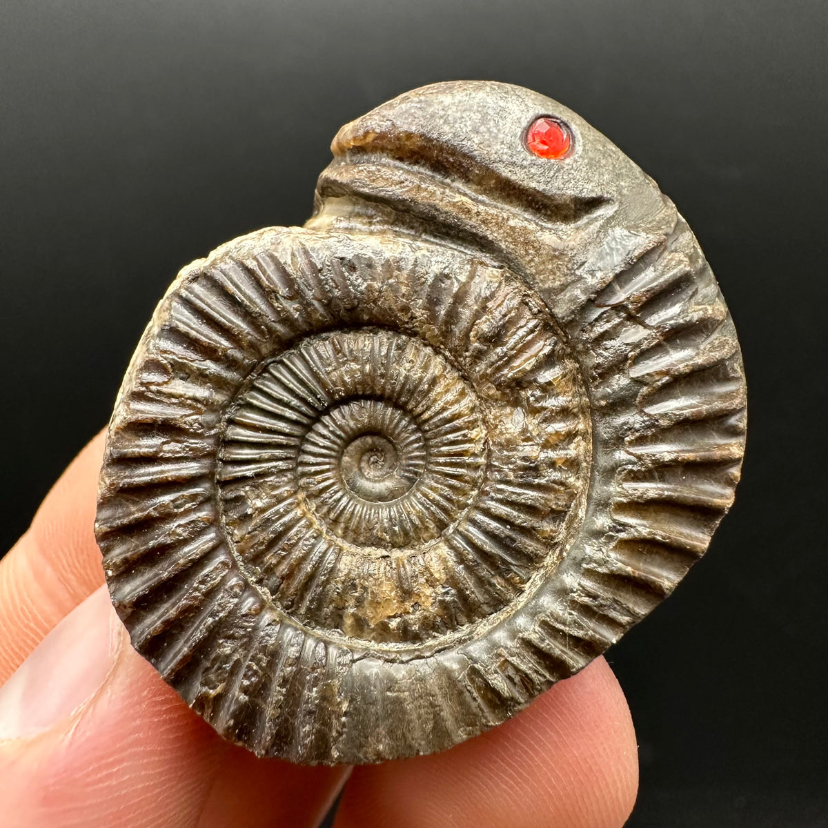 Snakestone Ammonite Fossil With Bag/Box And Stand - Whitby, North Yorkshire Jurassic Coast Yorkshire Fossils