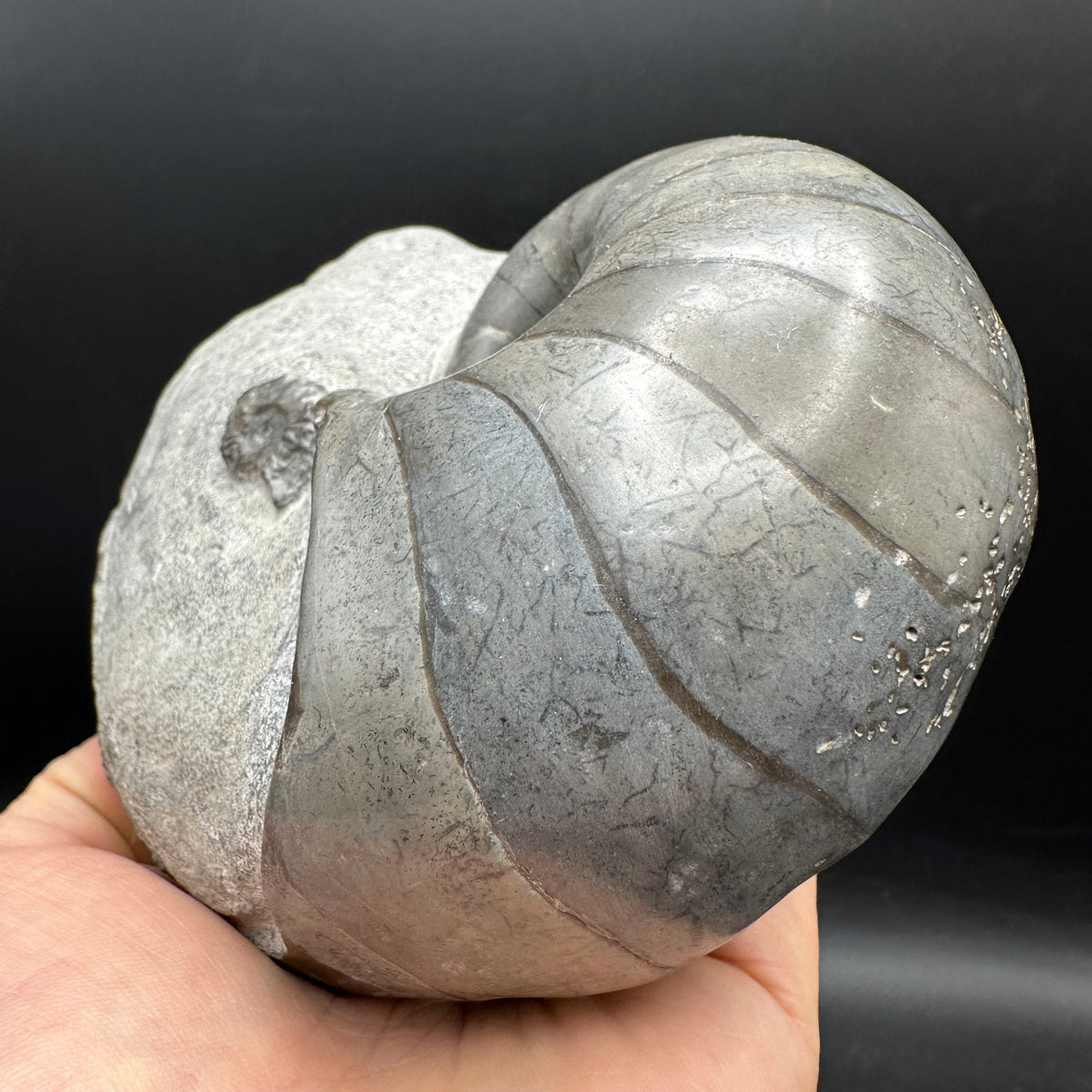 Nautilus shell fossil - Whitby, North Yorkshire Jurassic Coast