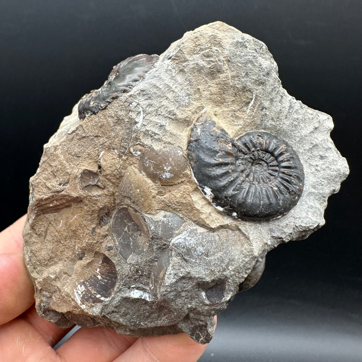 Amaltheus subnodosus Ammonite fossil with stand - Whitby, North Yorkshire Jurassic Coast Yorkshire Fossils