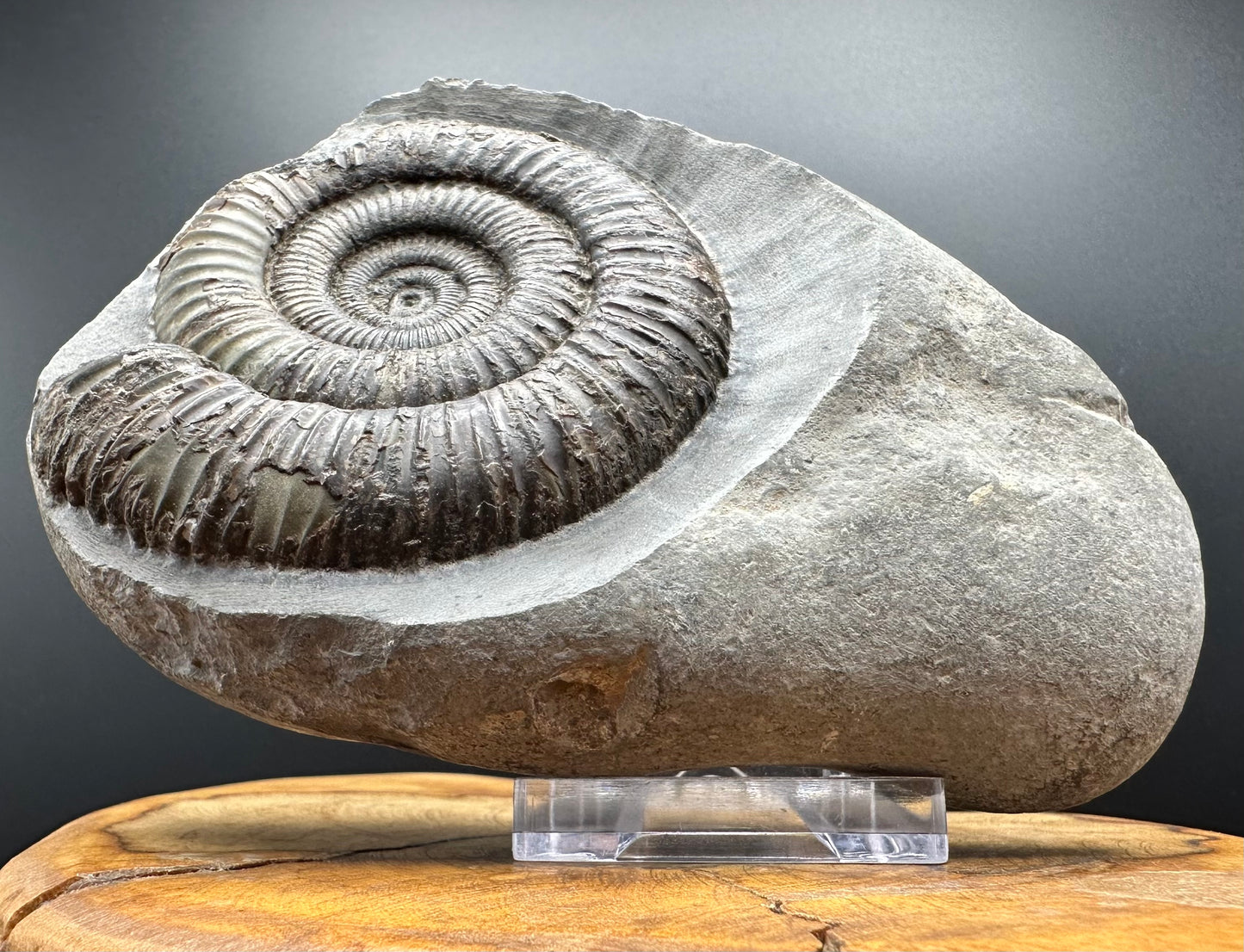 Dactylioceras Ammonite Fossil With box and Stand - Whitby, North Yorkshire Jurassic Coast Yorkshire Fossils