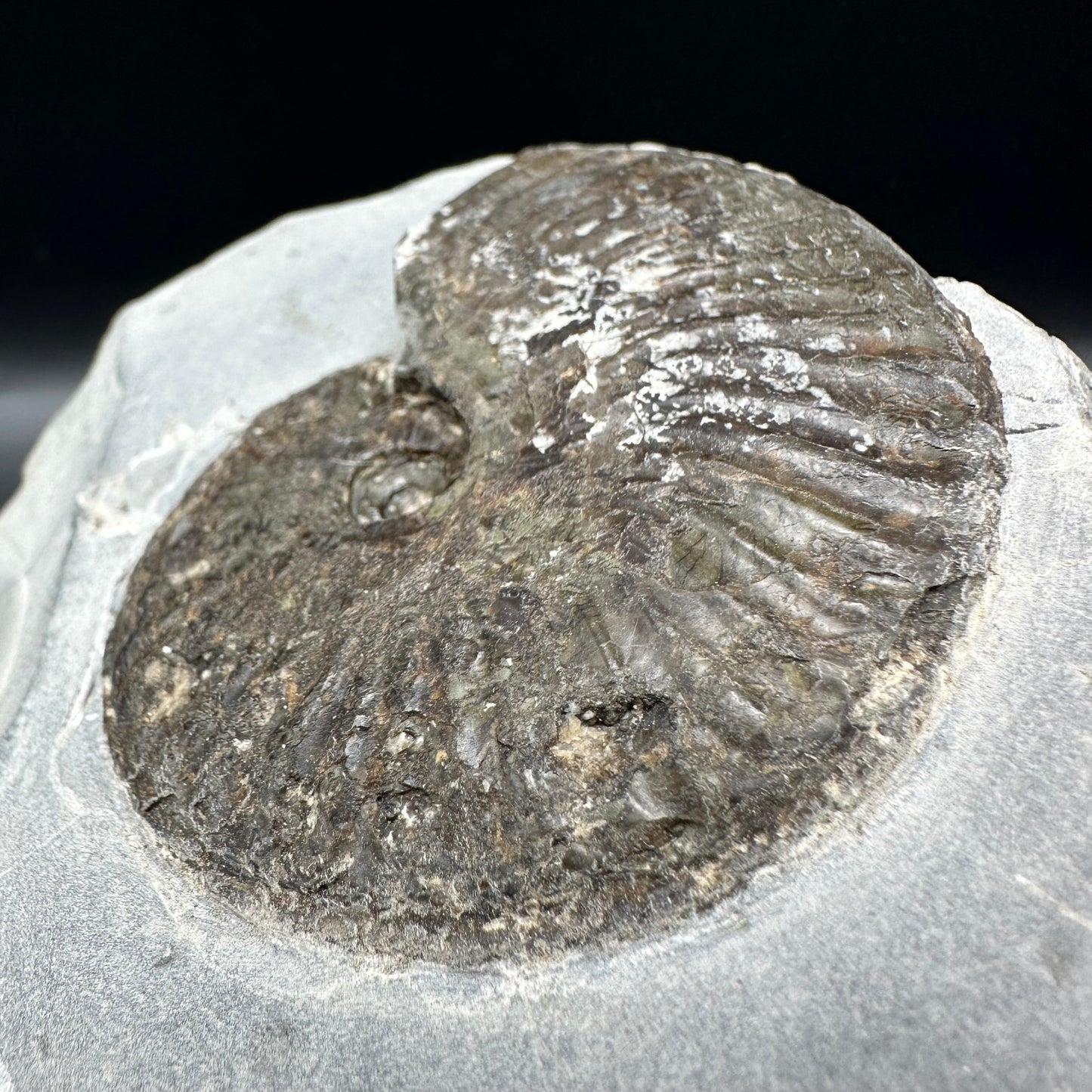 Pseudolioceras lythense Ammonite fossil - Whitby, North Yorkshire, Yorkshire Fossils on the Jurassic Coast