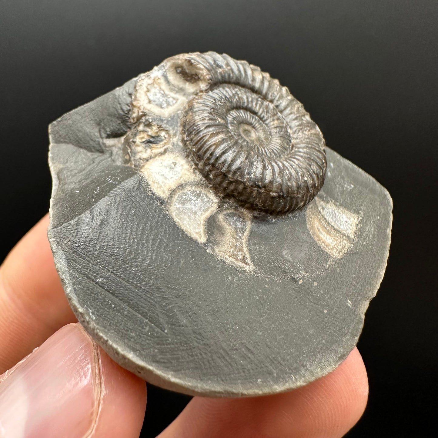 Dactylioceras Ammonite Fossil Gift Set - Whitby, North Yorkshire Jurassic Coast Yorkshire Fossils