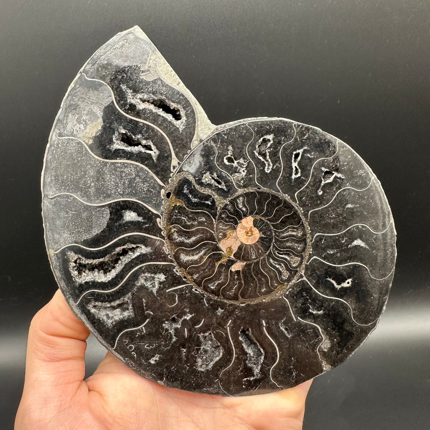 Cleoniceras Ammonite Cut And Polished Fossil Pair With Stand - Cretaceous Ammonite Madagascar