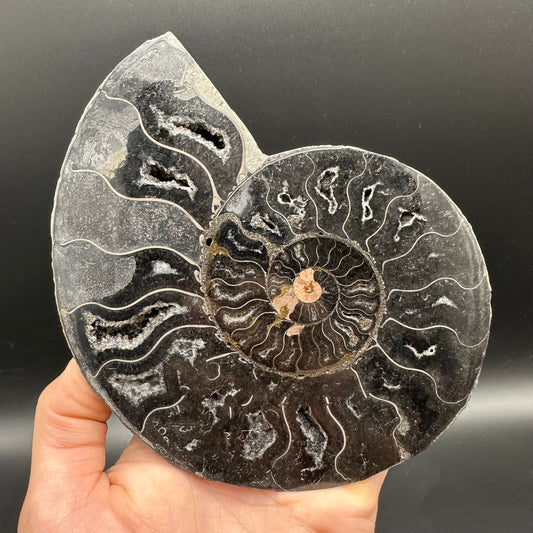 Cleoniceras Ammonite Cut And Polished Fossil Pair With Stand - Cretaceous Ammonite Madagascar
