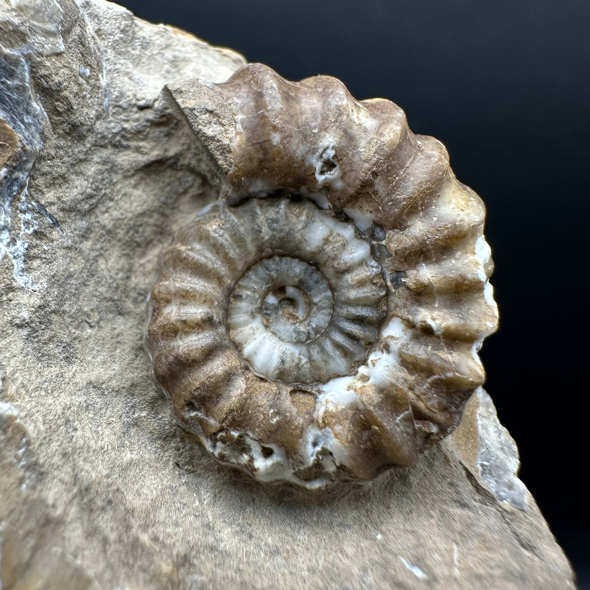 Androgynoceras capricornus Ammonite Fossil With Stand - Whitby, North Yorkshire Jurassic Coast Yorkshire Fossils