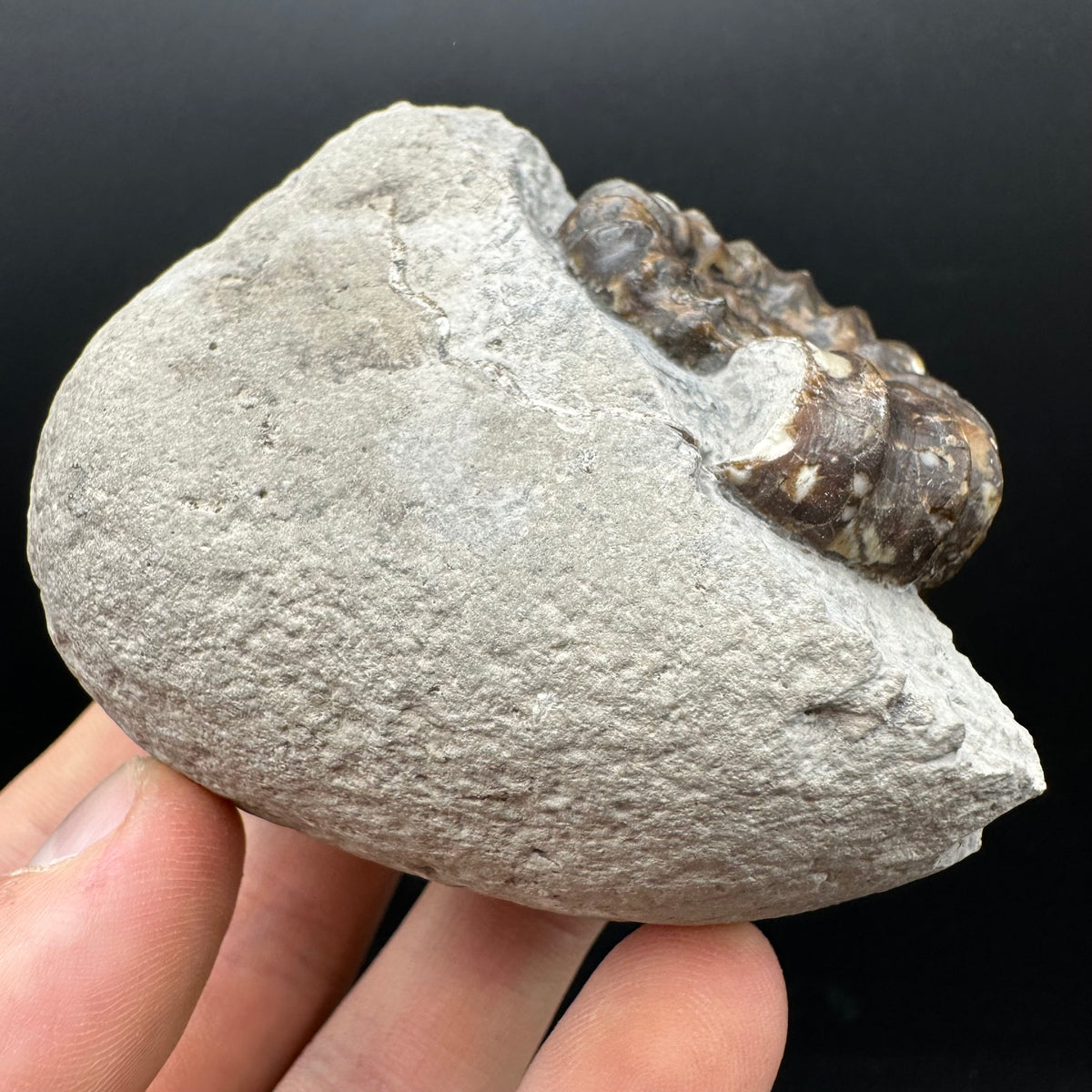 Androgynoceras maculatum ammonite fossil with box and stand - Whitby, North Yorkshire Jurassic Coast Yorkshire Fossils