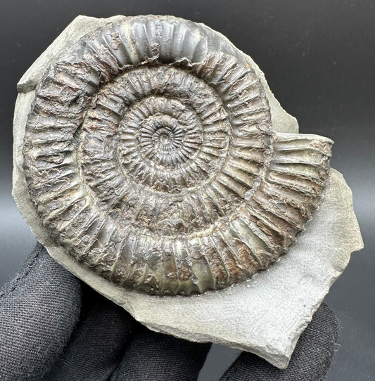 Dactylioceras Ammonite Fossil With Box And Stand - Whitby, North Yorkshire Jurassic Coast Yorkshire Fossils