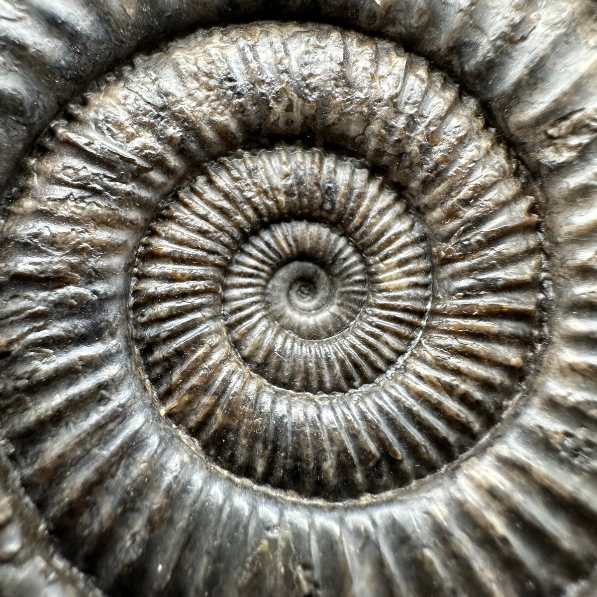Dactylioceras Ammonite Fossil With box and Stand - Whitby, North Yorkshire Jurassic Coast Yorkshire Fossils