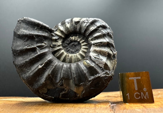 Asteroceras Ammonite fossil with box and stand - Whitby, North Yorkshire Jurassic Coast Yorkshire Fossils