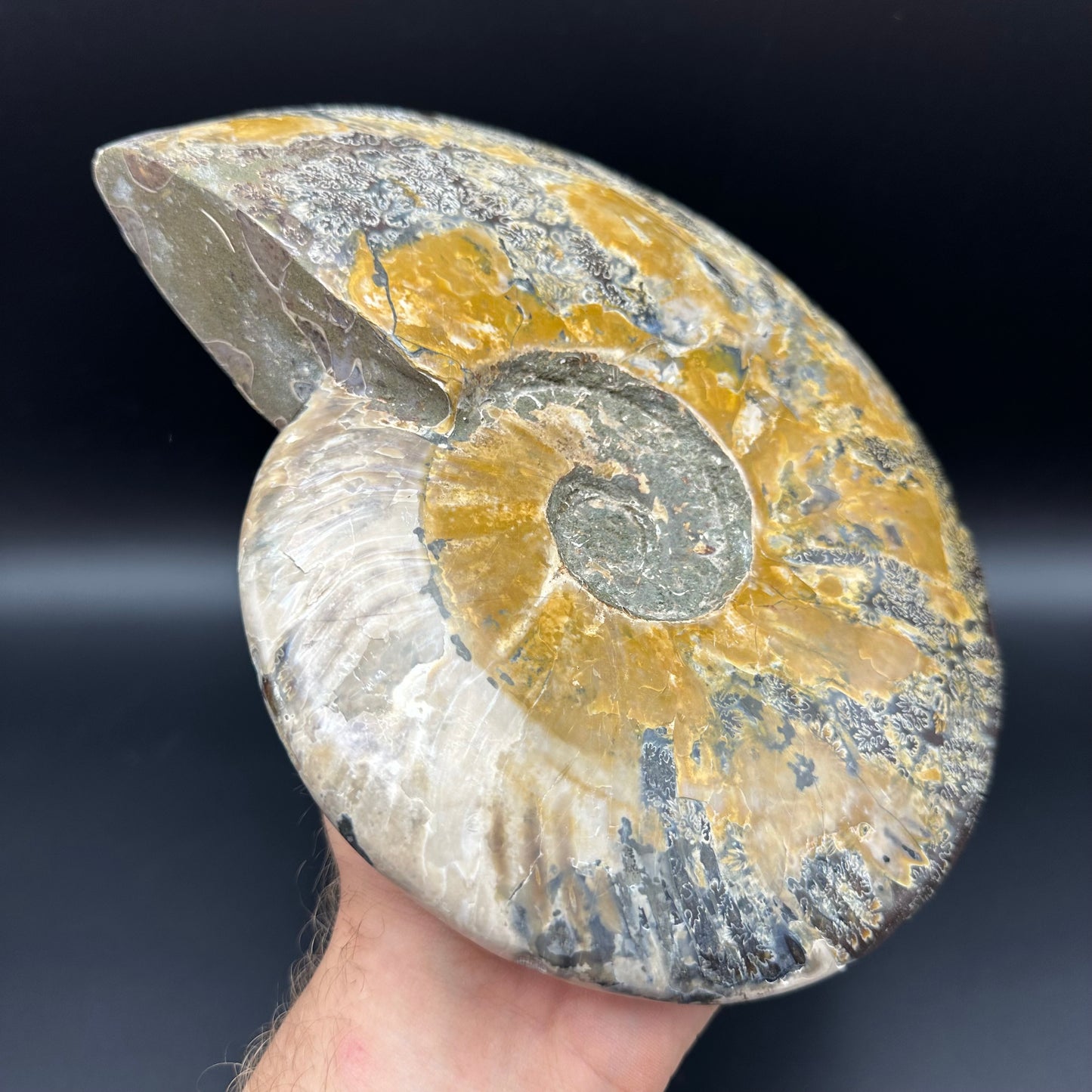 Cleoniceras Ammonite Fossil With Stand - Cretaceous Ammonite Madagascar