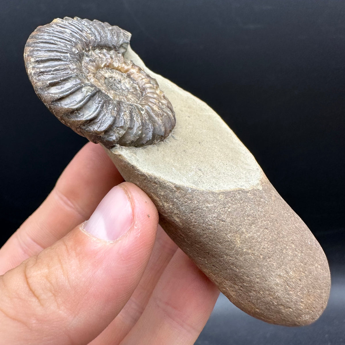 Schlothemia sp. ammonite fossil with box and stand - Whitby, North Yorkshire Jurassic Coast, Yorkshire fossils