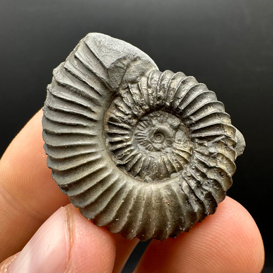 Schlothemia sp. ammonite fossil with box and stand - Whitby, North Yorkshire Jurassic Coast, Yorkshire fossils