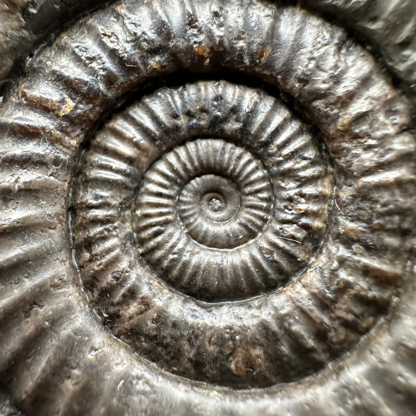 Dactylioceras Ammonite Fossil With box and Stand - Whitby, North Yorkshire Jurassic Coast Yorkshire Fossils