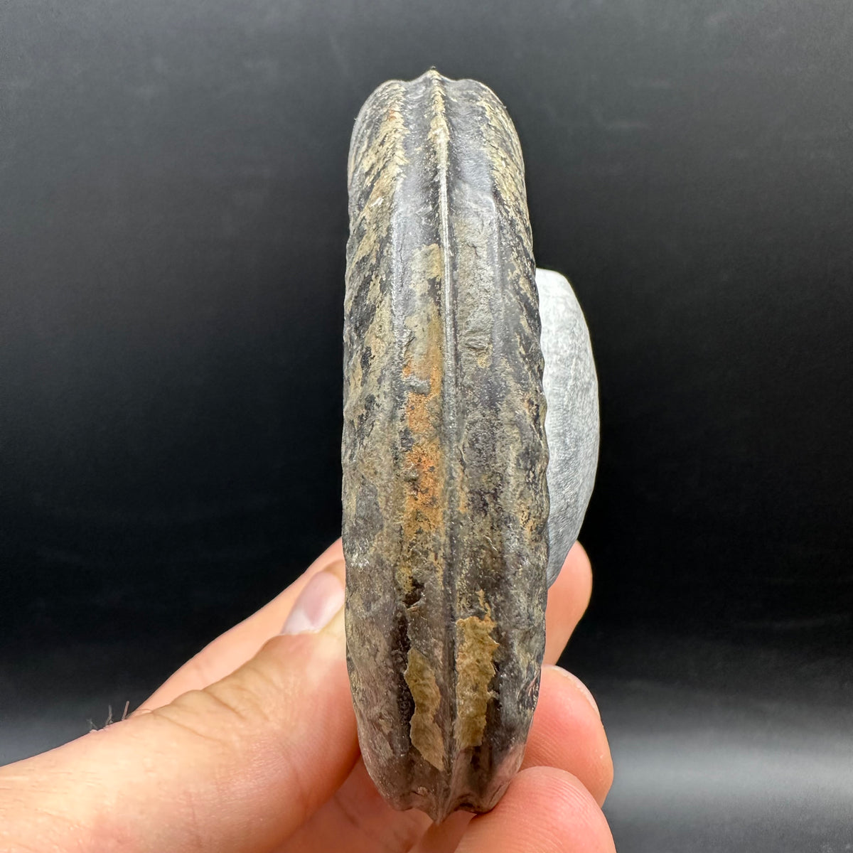 Hildoceras Bifrons Ammonite fossil with stand - Whitby, North Yorkshire Jurassic Coast, Yorkshire Fossils from the Jurassic Coast