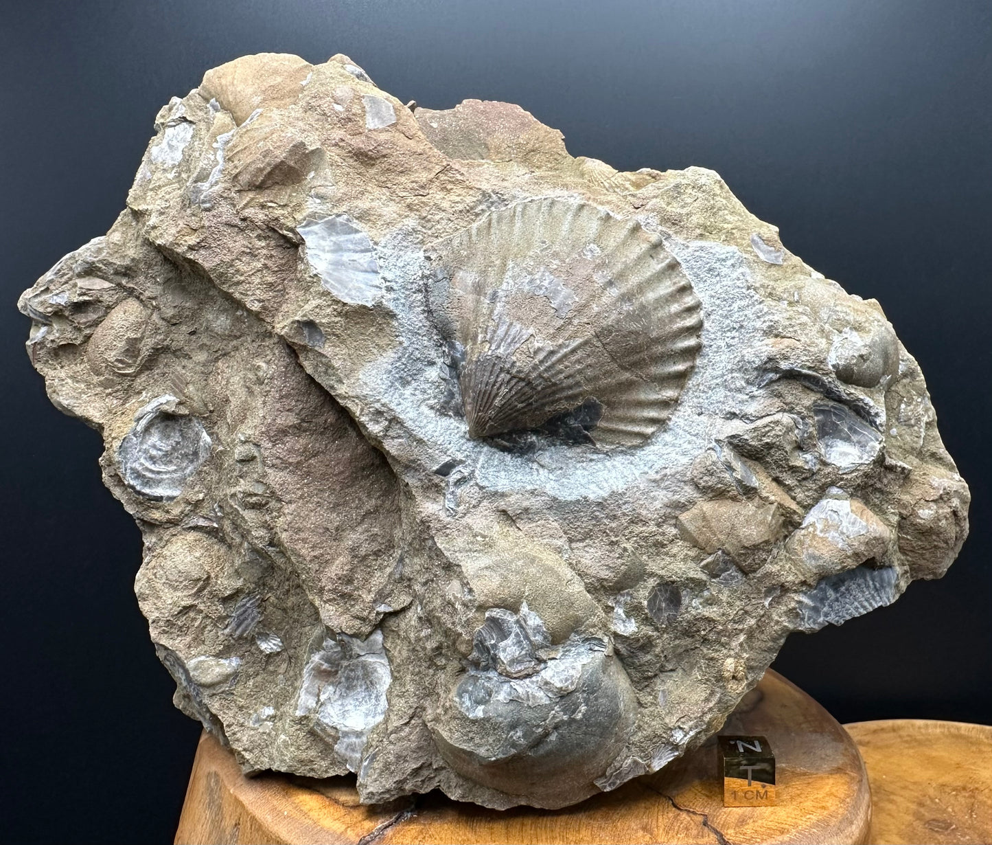 Shell fossil with stand - Whitby, North Yorkshire, Jurassic Coast, Yorkshire Fossils