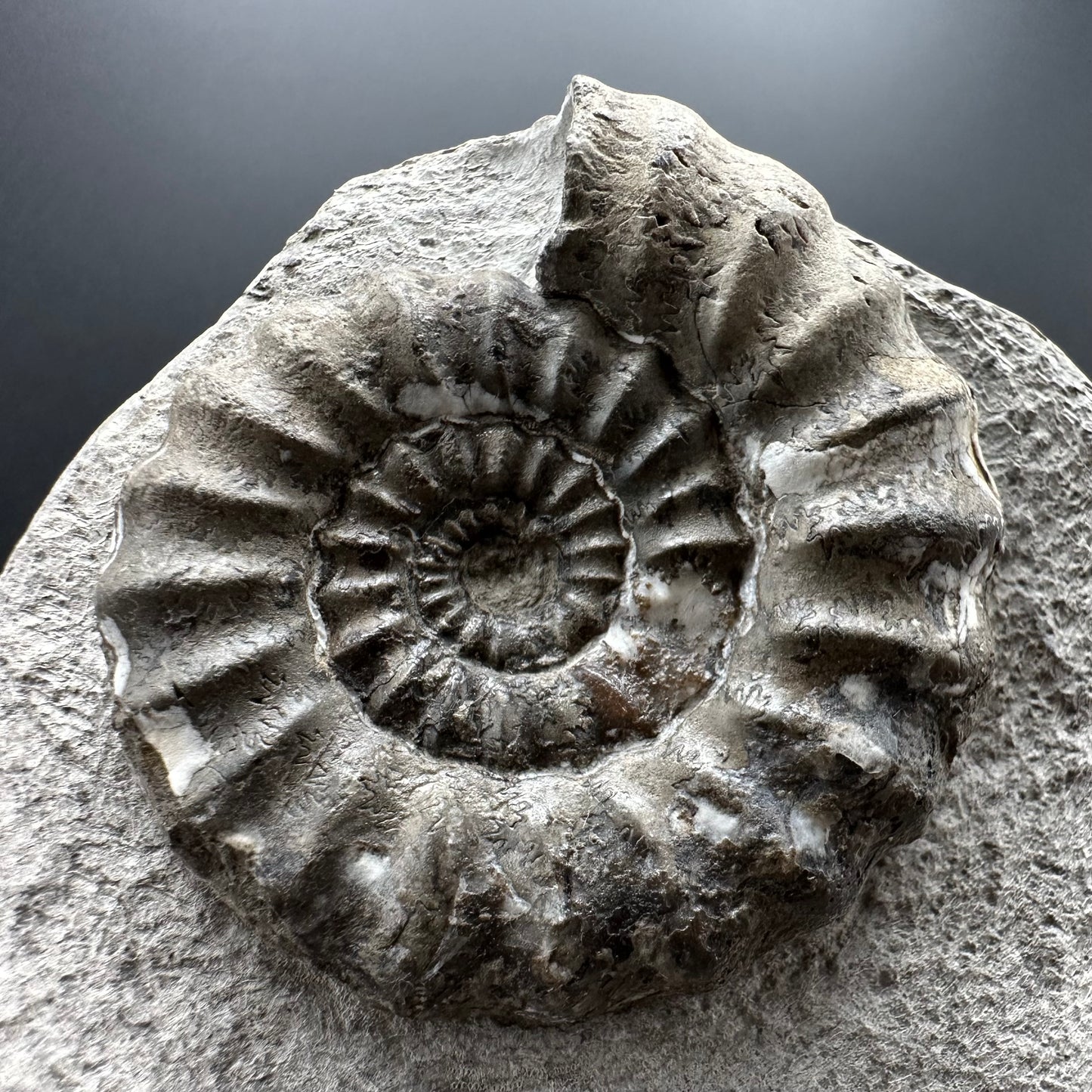 Androgynoceras maculatum ammonite fossil with box and stand - Whitby, North Yorkshire Jurassic Coast Yorkshire Fossils