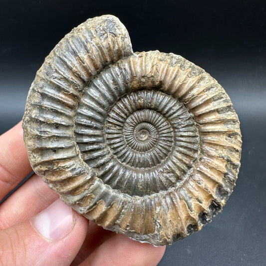 Dactylioceras Ammonite Fossil With box and Stand - Whitby, North Yorkshire Jurassic Coast Yorkshire Fossils