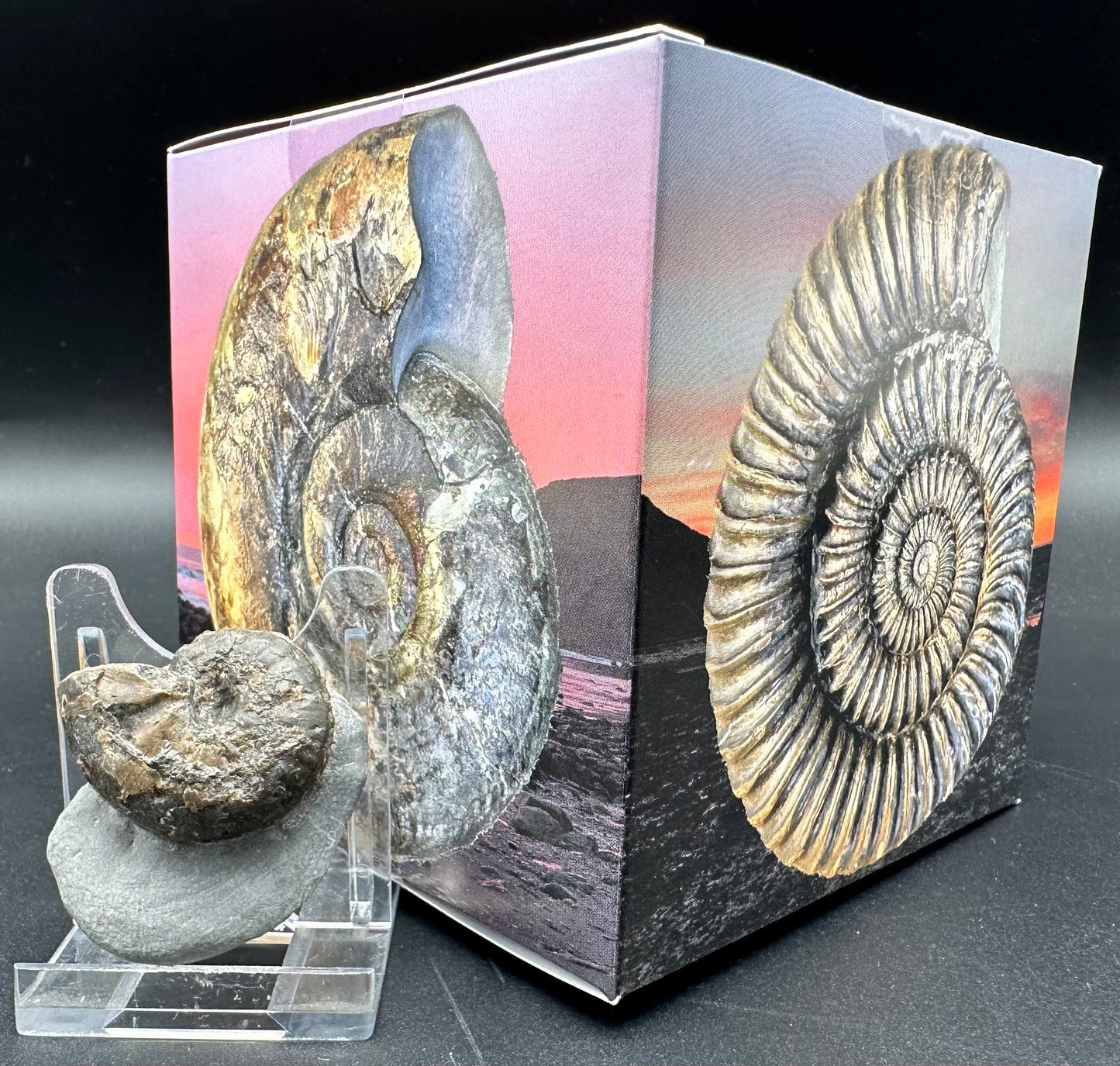 Frechiella ammonite fossil with box and stand - Whitby, North Yorkshire Jurassic Coast Yorkshire Fossil