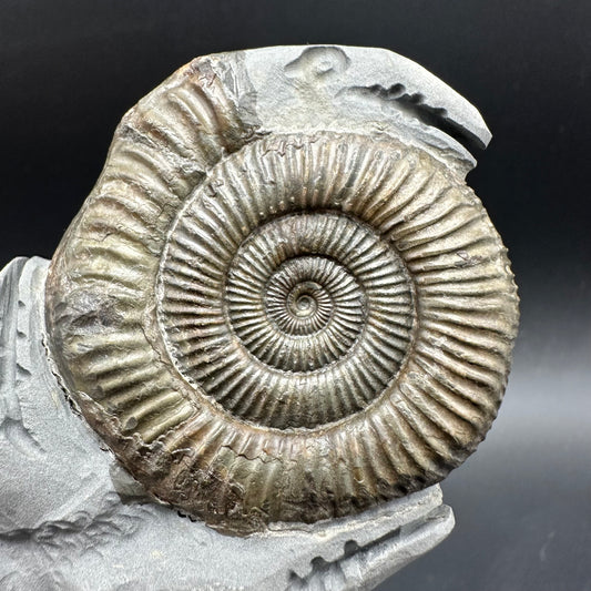 Hydra Snakestone Ammonite Fossil With Bag/Box And Stand - Whitby, North Yorkshire Jurassic Coast Yorkshire Fossils