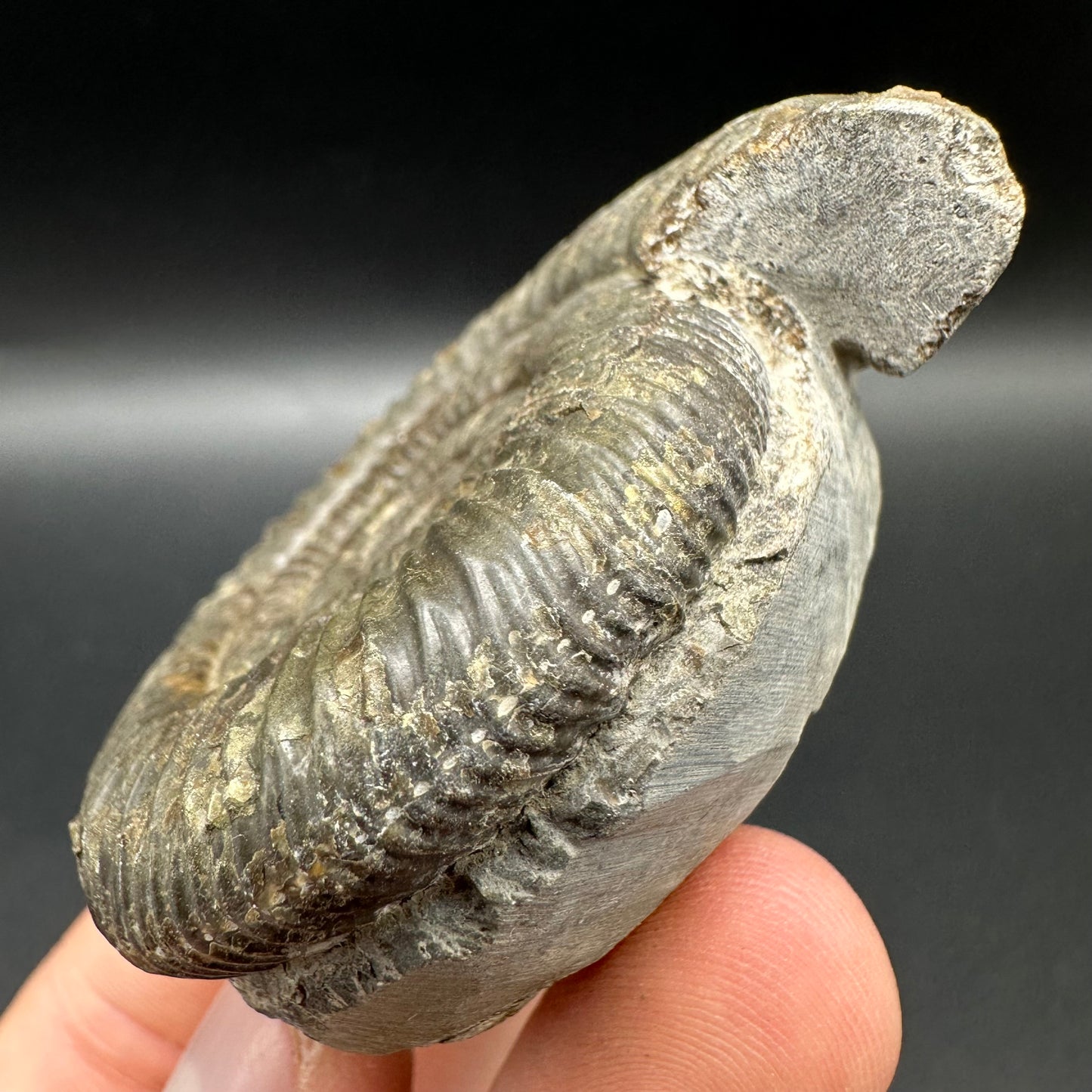 Dactylioceras Ammonite Fossil With Box And Stand - Whitby, North Yorkshire Jurassic Coast Yorkshire Fossils