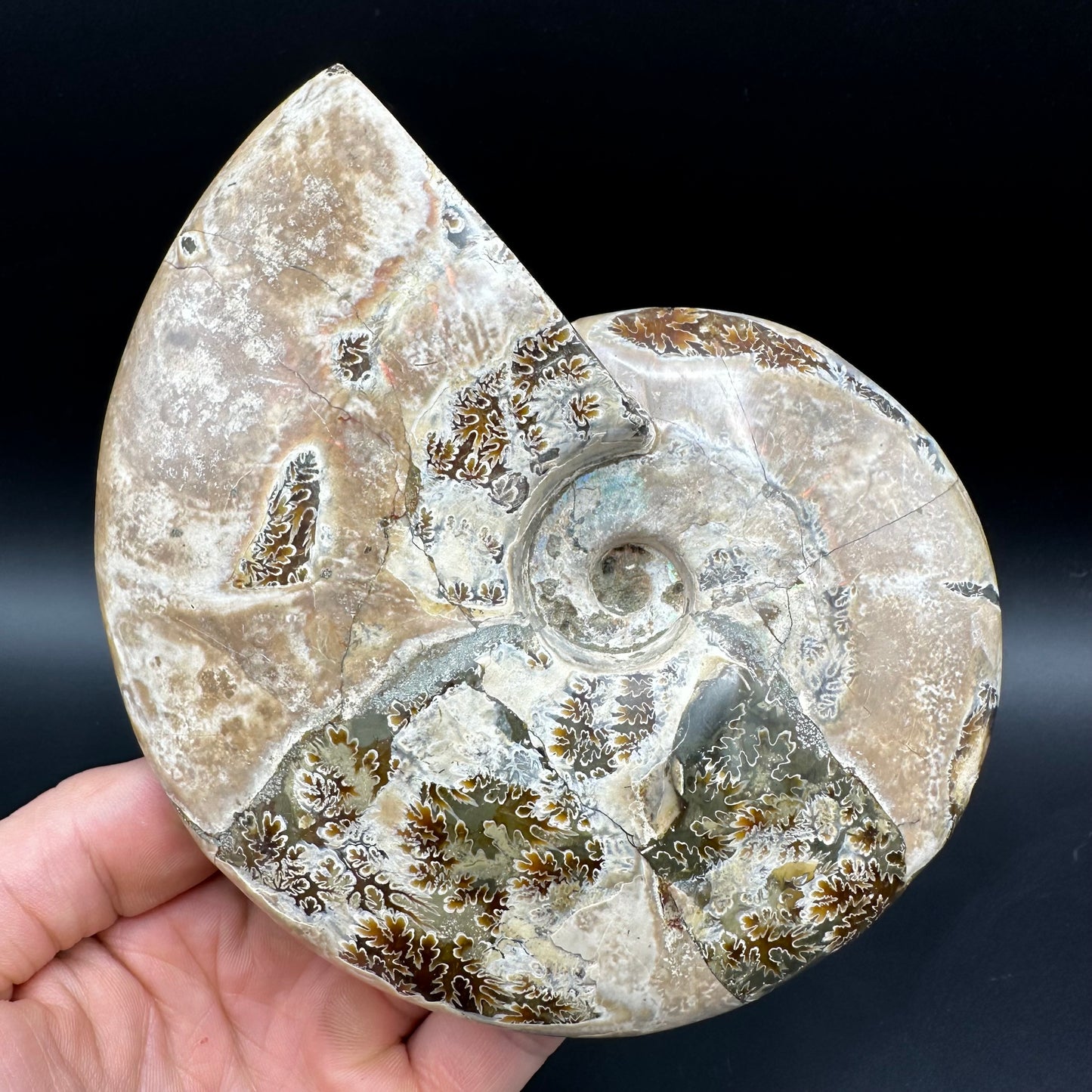 Cleoniceras Ammonite Fossil With Stand - Cretaceous Ammonite Madagascar