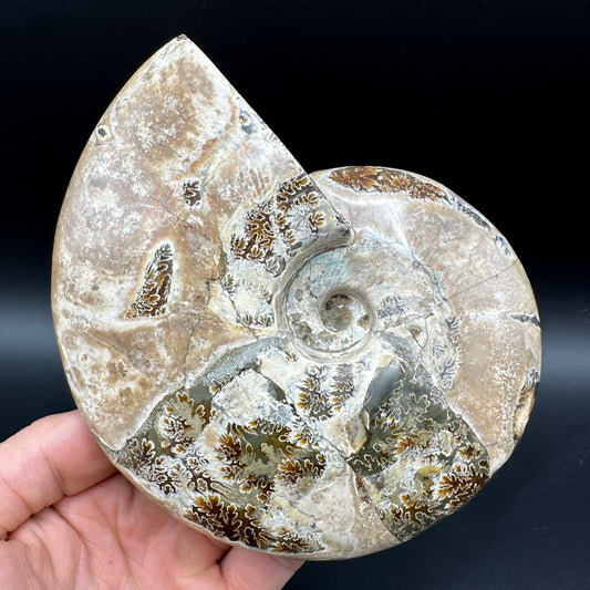 Cleoniceras Ammonite Fossil With Stand - Cretaceous Ammonite Madagascar