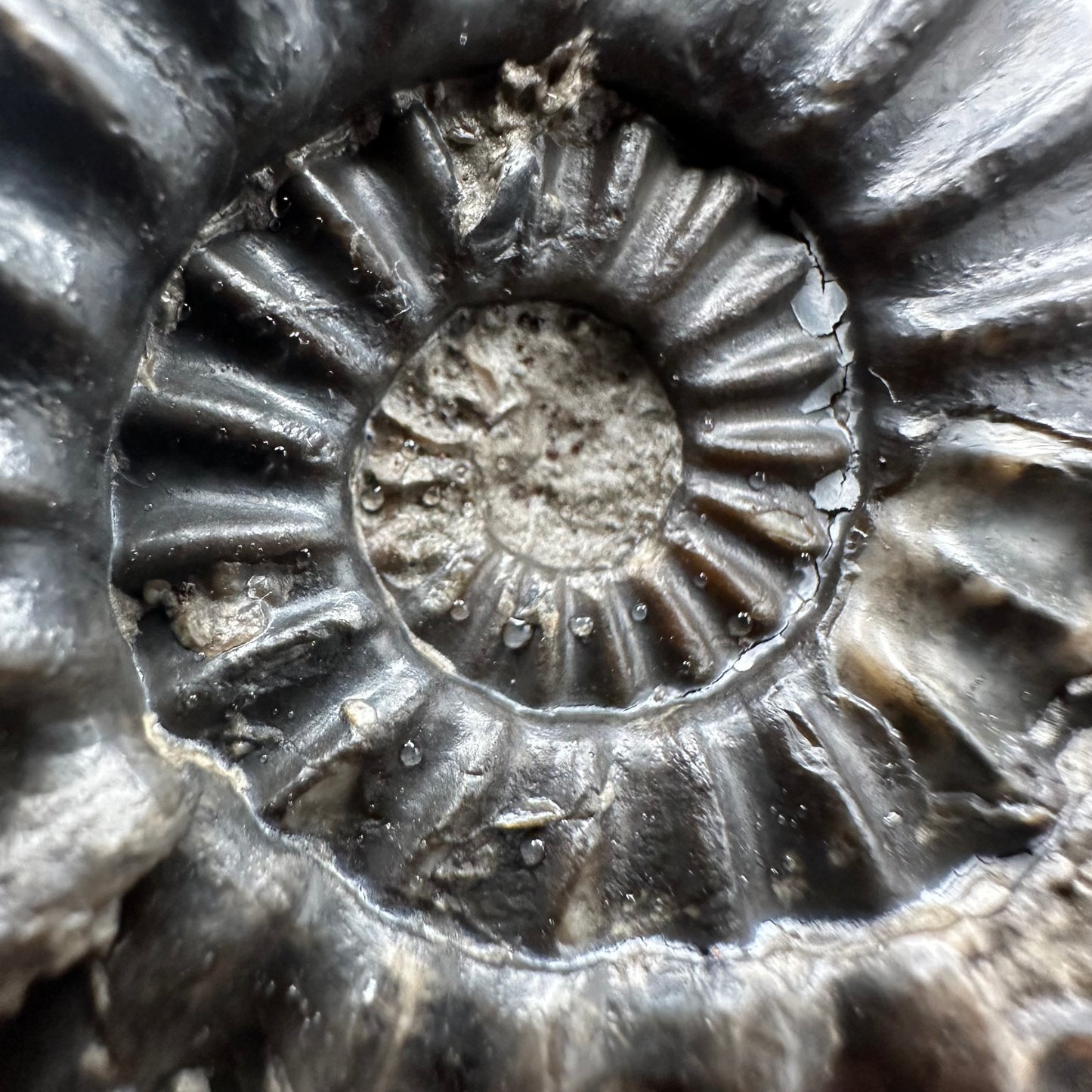 Asteroceras Ammonite fossil with box and stand - Whitby, North Yorkshire Jurassic Coast Yorkshire Fossils