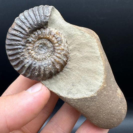 Schlothemia sp. ammonite fossil with box and stand - Whitby, North Yorkshire Jurassic Coast, Yorkshire fossils