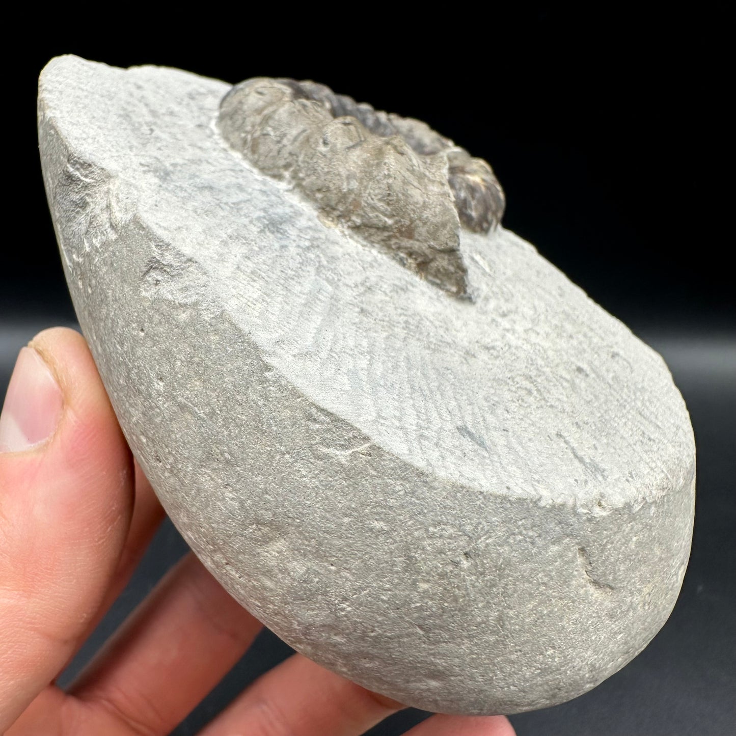 Androgynoceras maculatum Ammonite fossil with gift box and stand - Whitby, North Yorkshire Jurassic Coast Yorkshire Fossils