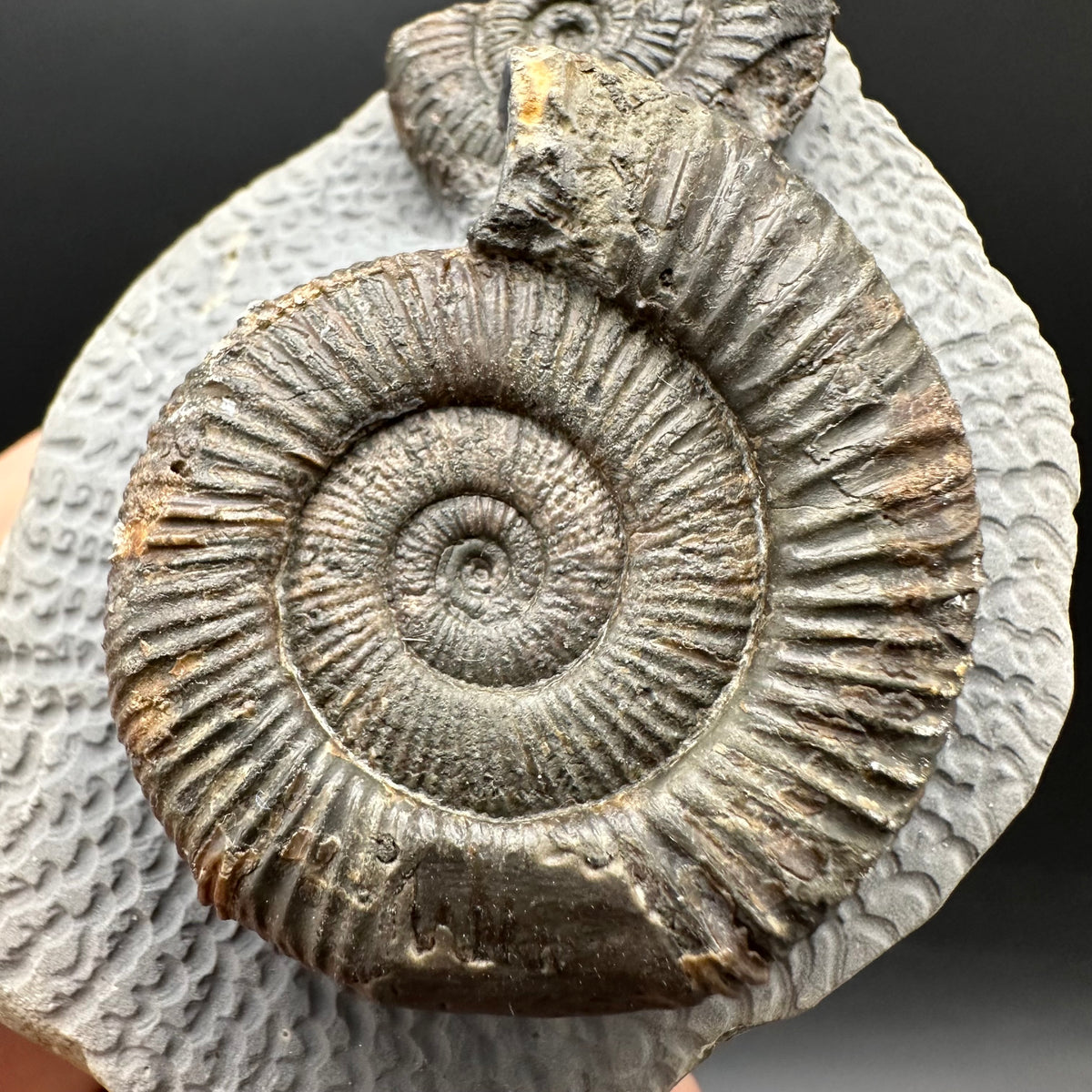 Dactylioceras Ammonite Fossil With Stand - Whitby, North Yorkshire Jurassic Coast Yorkshire Fossils