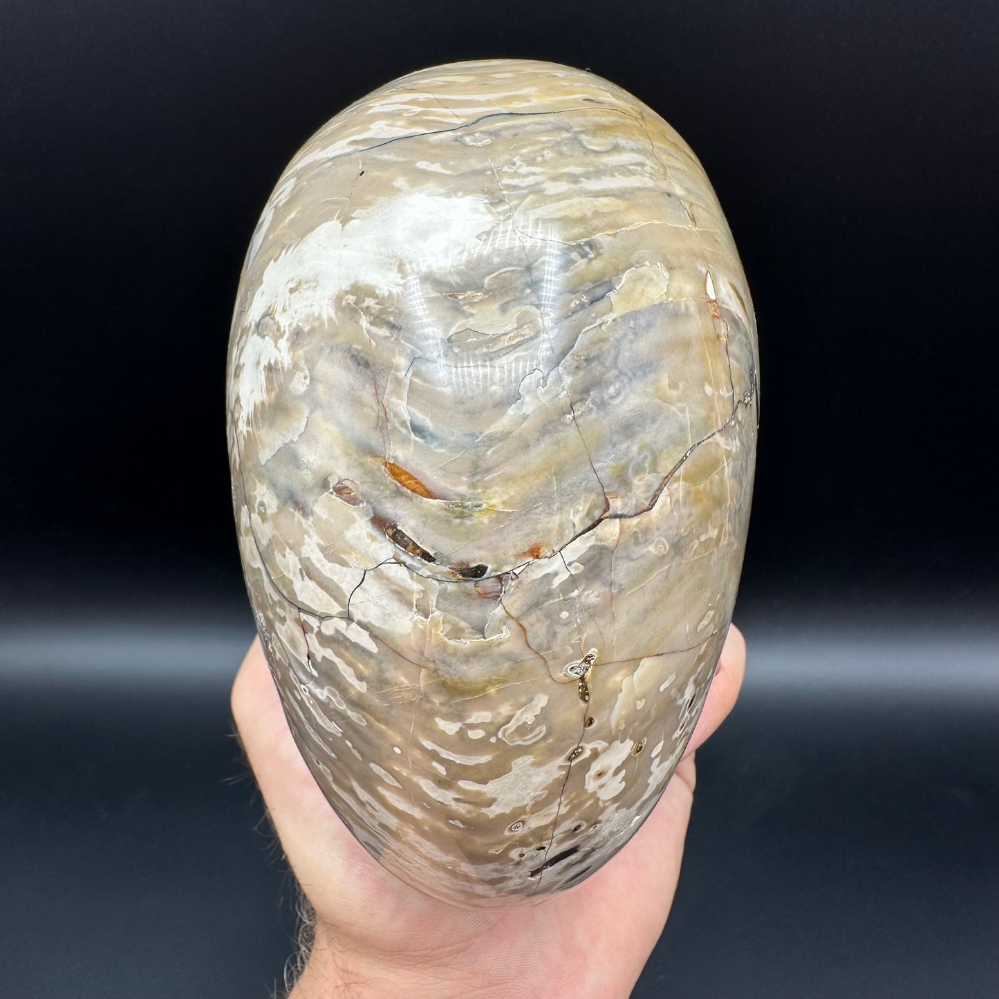 Cenoceras Nautilus Fossil With Stand - Middle Cretaceous Madagascar