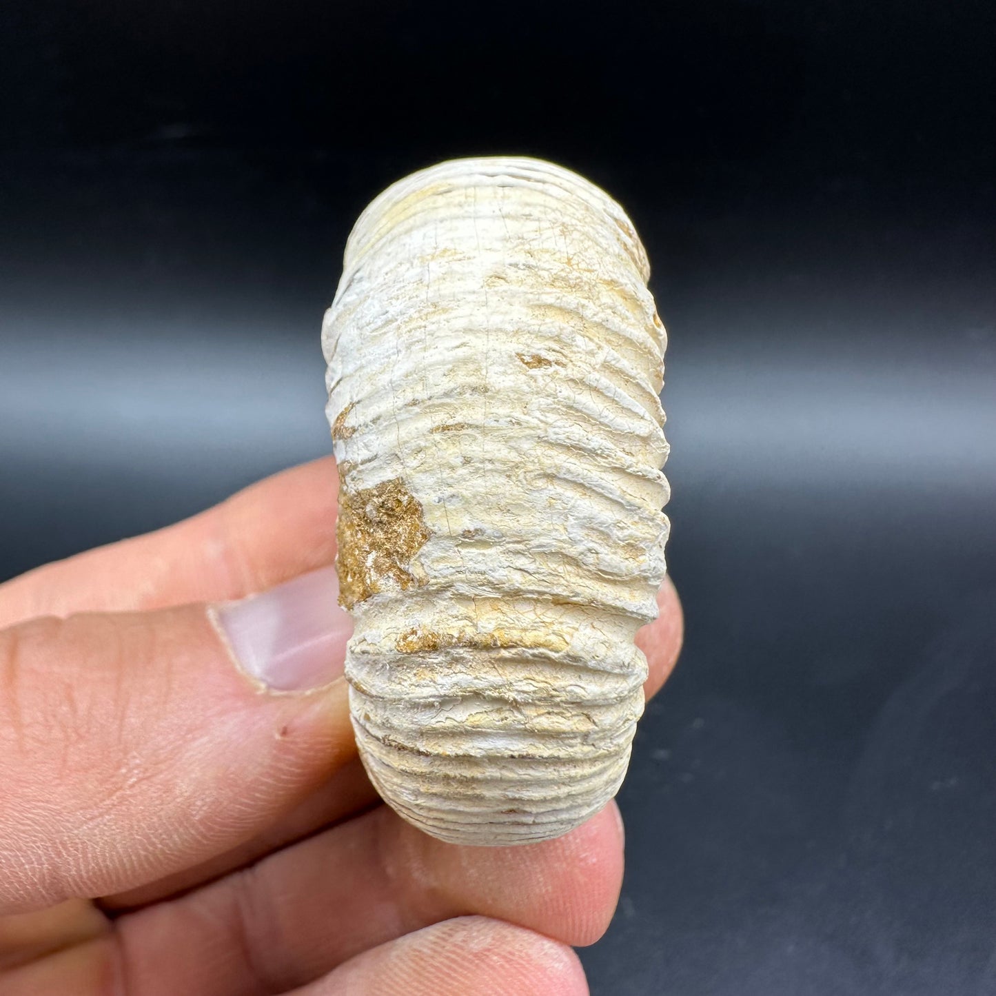 Dichotomosphinctes Ammonite Fossil With Box And Stand - Middle Jurassic Ammonite Madagascar
