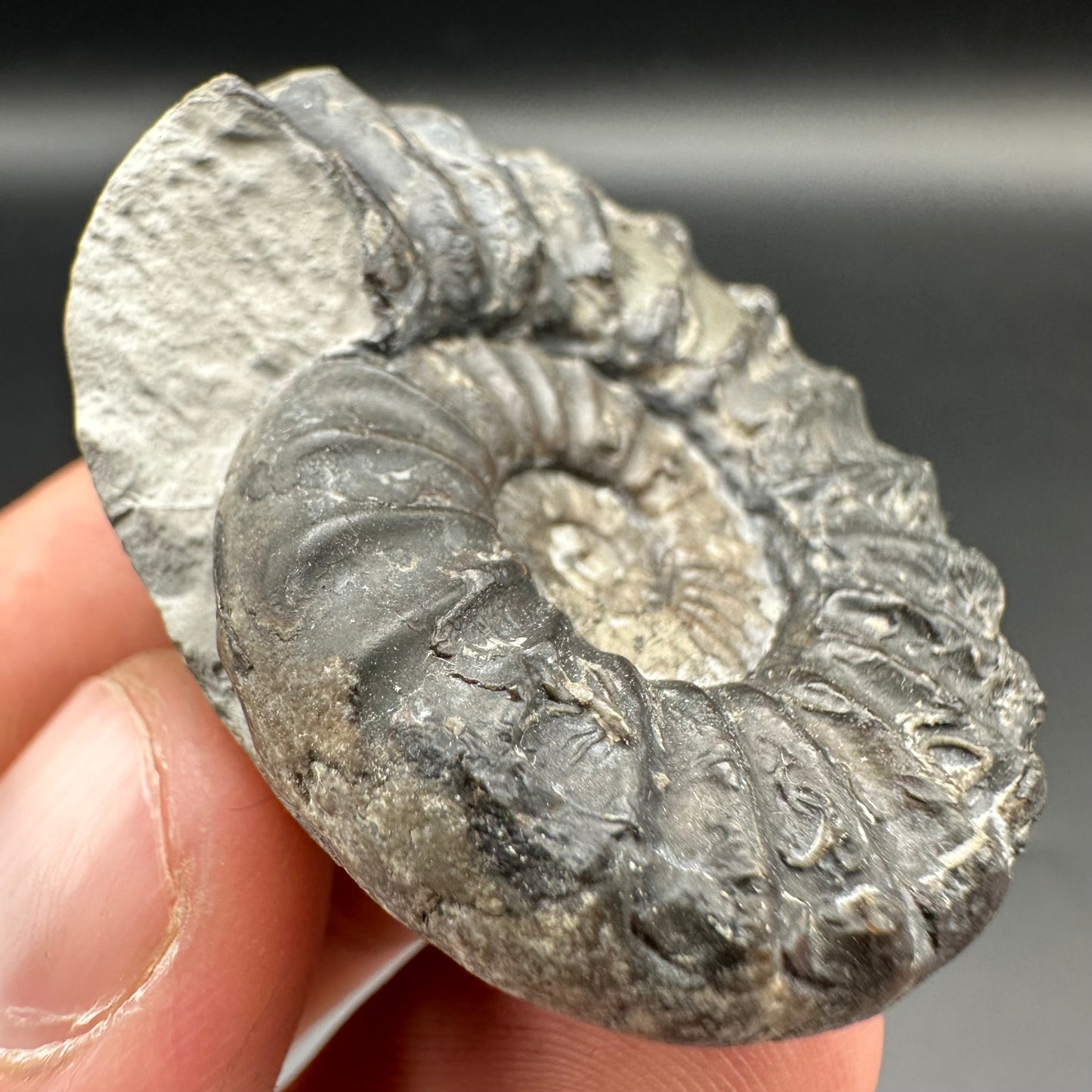 Aegasteroceras sagittarium ammonite fossil with box and stand - Whitby, North Yorkshire Jurassic Coast Yorkshire Fossils